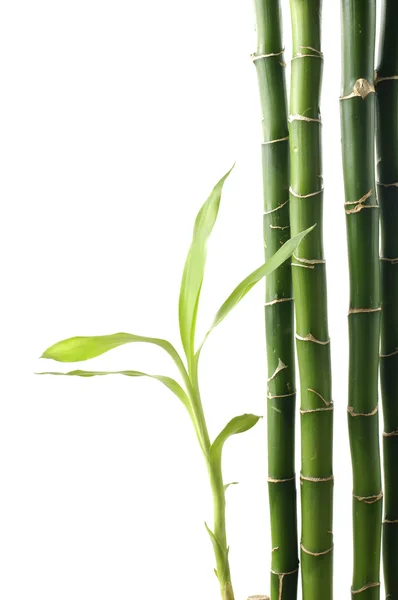 Bambu — Fotografia de Stock