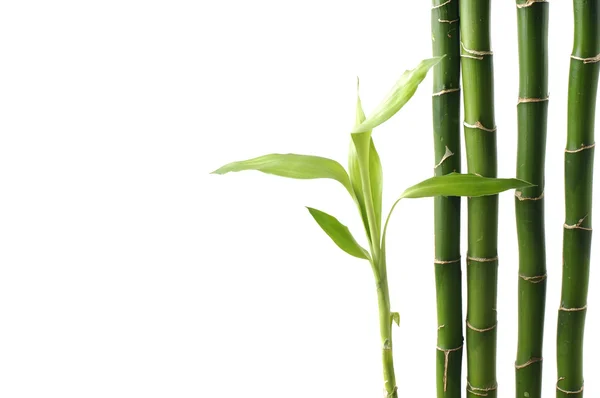Art af bambus - Stock-foto