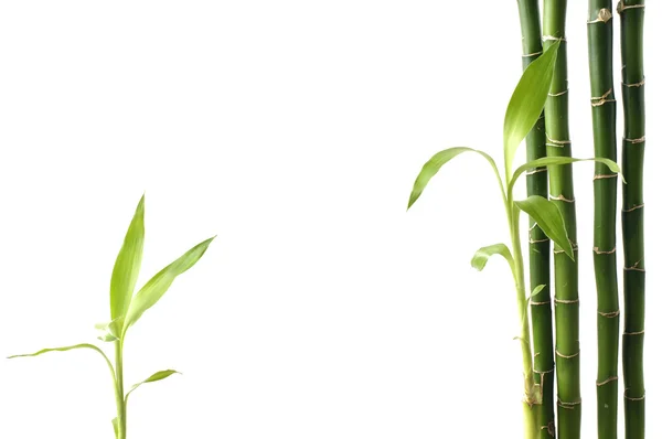 Bambu.