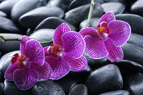 Spa still life — Stock Photo, Image