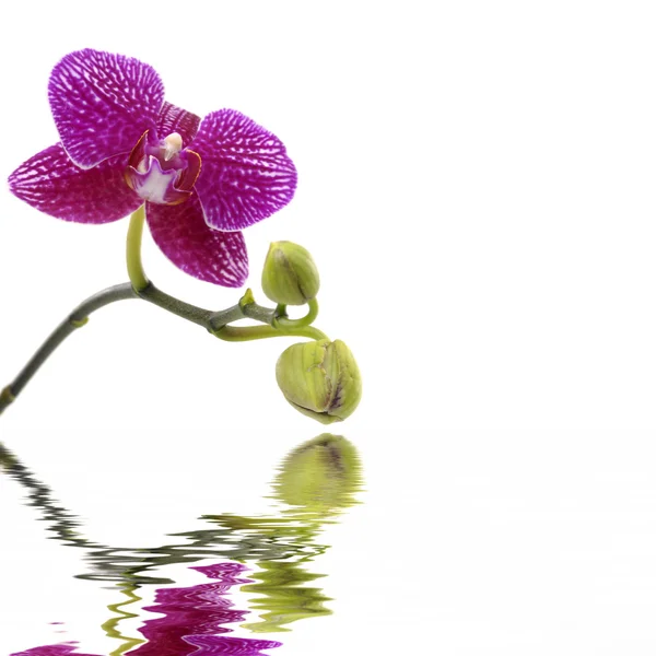 Цветные орхидеи — стоковое фото