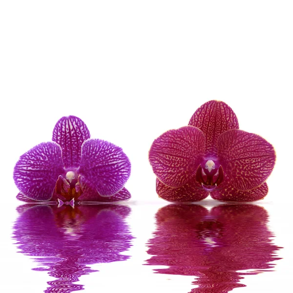 Колір орхідей — стокове фото