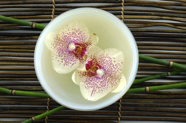 Bowl of orchid — Stock Photo, Image