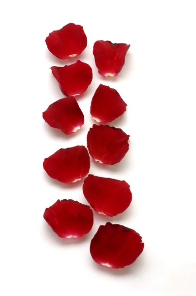 Rose petals — Stock Photo, Image