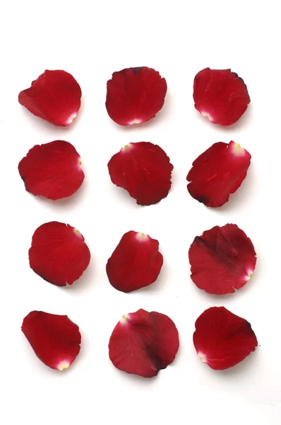 Rose petals — Stock Photo, Image