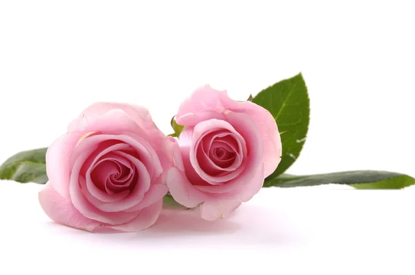 Pink roses — Stock Photo, Image