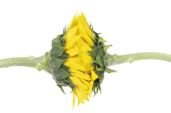 Sunflower — Stock Photo, Image