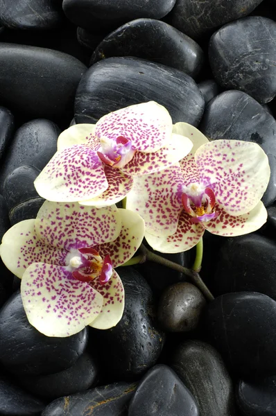 Orchid and pebbles — Stock Photo, Image