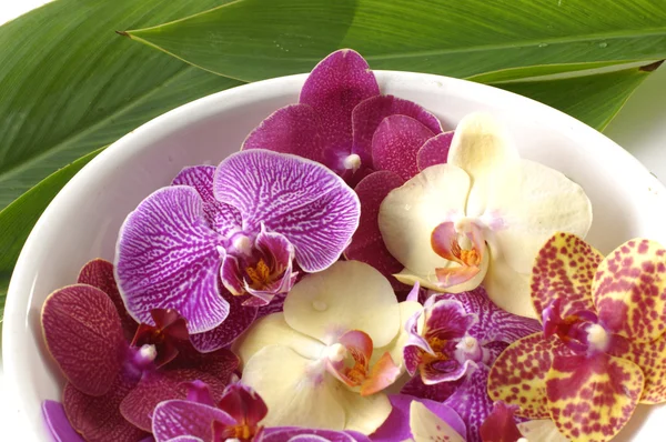 Ciotola di orchidea colorata — Foto Stock
