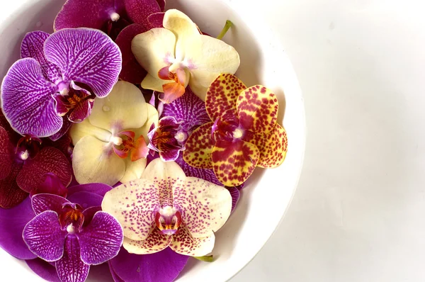 Colorful orchid in a spa — Stock Photo, Image