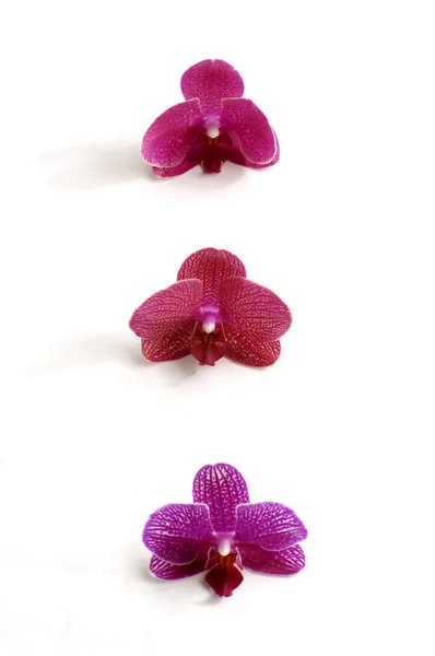 Beautiful orchid — Stock Photo, Image