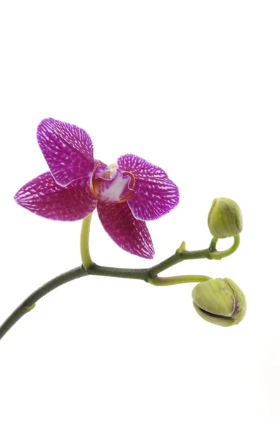 Ramo bela orquídea — Fotografia de Stock