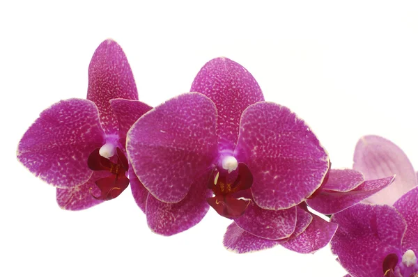 Branch beautiful orchid — Stock Photo, Image
