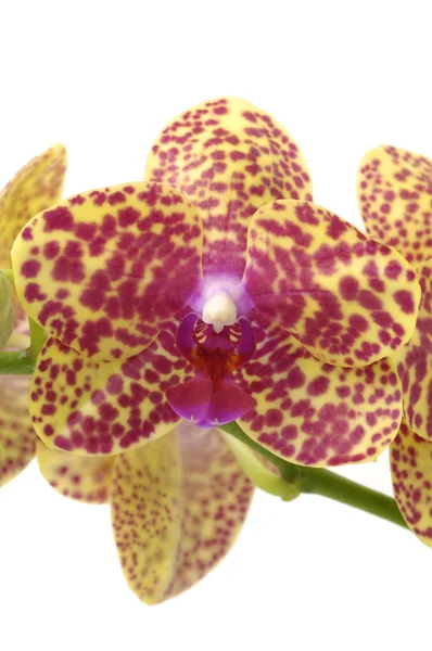Orquídea ramificada —  Fotos de Stock