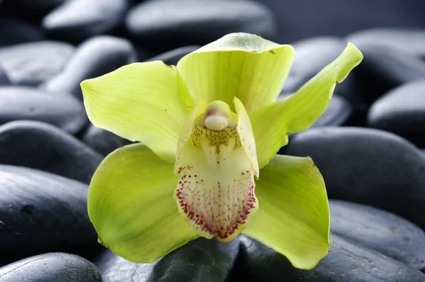 Ciottoli con orchidea gialla — Foto Stock