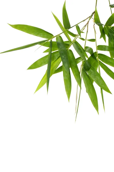 Bambusblade - Stock-foto