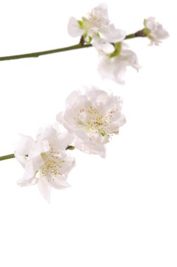 çiçekli kiraz-şube