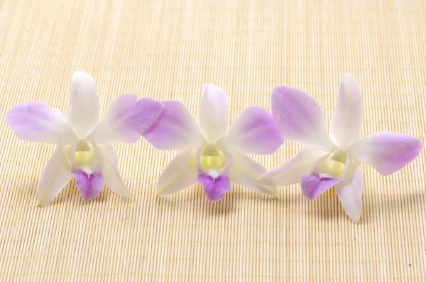 Orchidea su tappetino — Foto Stock