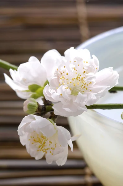 Bowl of cherry blossoms — Stock Photo, Image