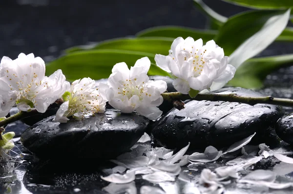 Schwarze Steine und Blume — Stockfoto