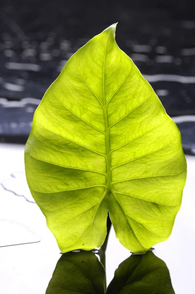 Green leaf — Stock Photo, Image