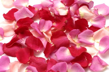 renkli gül yaprakları