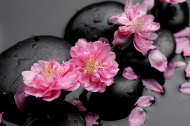 Spa merkezi yine kiraz çiçek