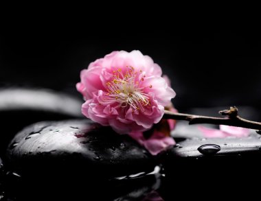 Spa merkezi yine kiraz çiçek