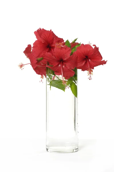 Червона квітка у вазі — стокове фото