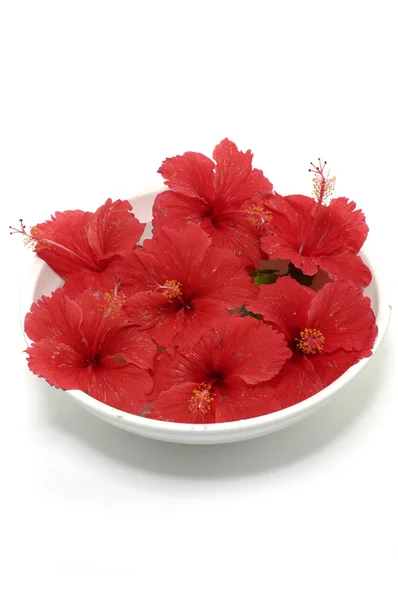 Κόκκινο λουλούδι με πετσέτα — Φωτογραφία Αρχείου