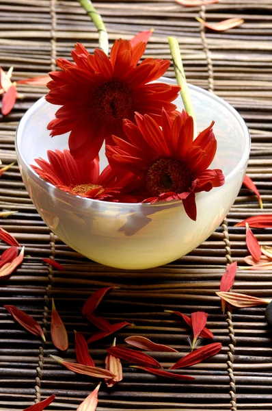 Červený květ v misce — Stock fotografie