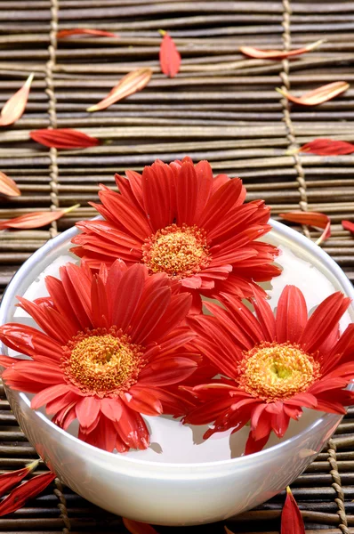 Flor roja en cuenco — Foto de Stock