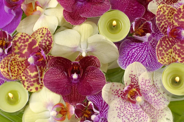 Renkli orkide — Stok fotoğraf