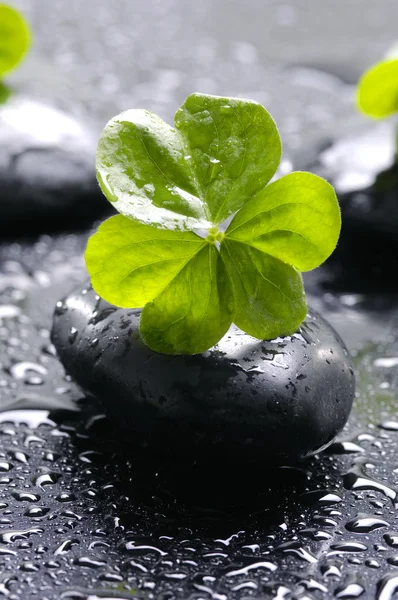 Black stones and spring leaves — Stock Photo, Image