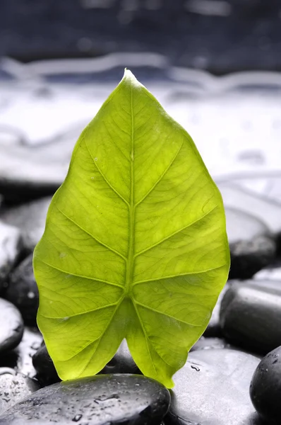 잎과 돌 — 스톡 사진