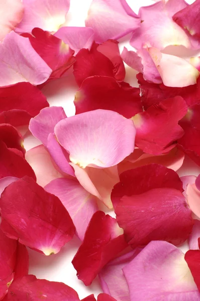 Pétalos de rosa de colores —  Fotos de Stock