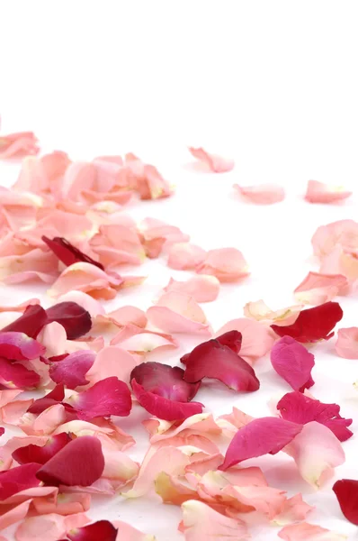Пелюстки різнокольорових троянд — стокове фото