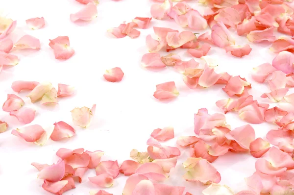 Цветные лепестки роз — стоковое фото