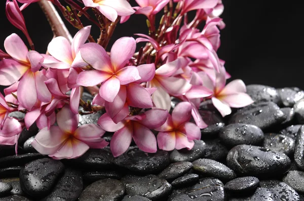 Conjunto de frangipani — Foto de Stock