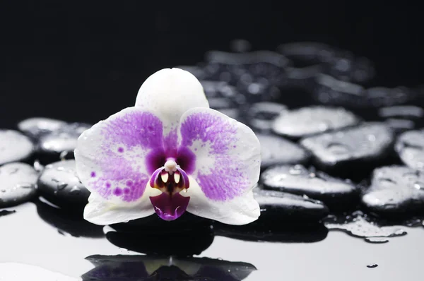 Gorgeous orchid on pebble — Stock Photo, Image