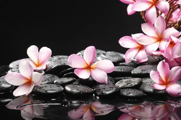 frangipani kümesi