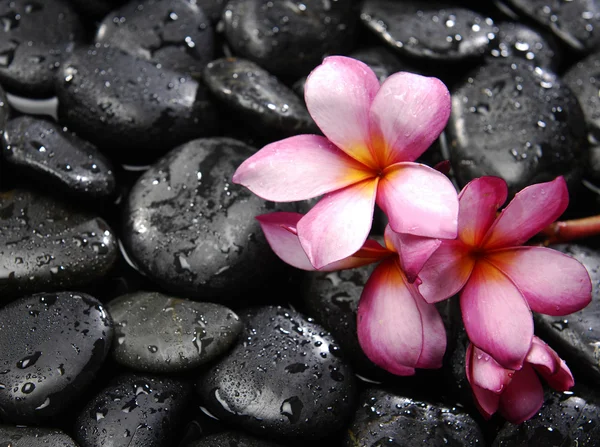 Frangipani and black pebbles — Stock Photo, Image