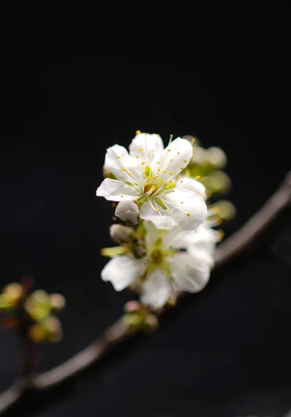 Kersenbloesem sakura — Stockfoto