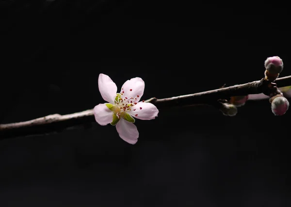 Σακούρα με άνθη κερασιάς — Φωτογραφία Αρχείου