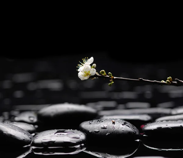 Spa still life — Stock Photo, Image