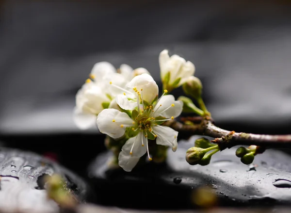 Spa still with cherry flower — Stock Photo, Image