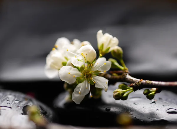 Spa fortfarande med körsbärsblommor — Stockfoto