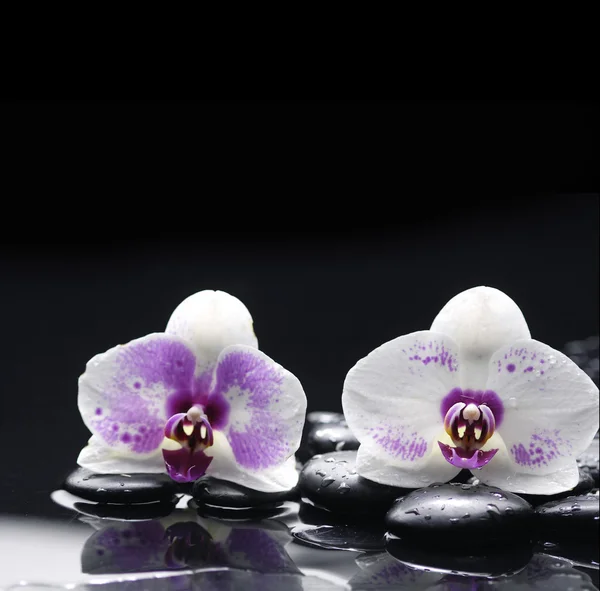 Orquídea e flor — Fotografia de Stock