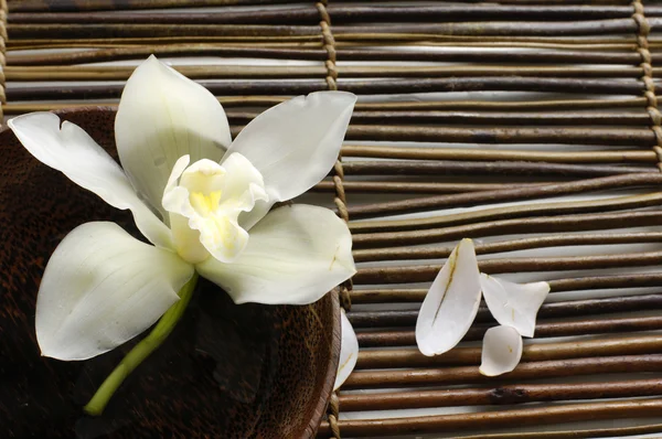 Orchid in a spa — Stock Photo, Image