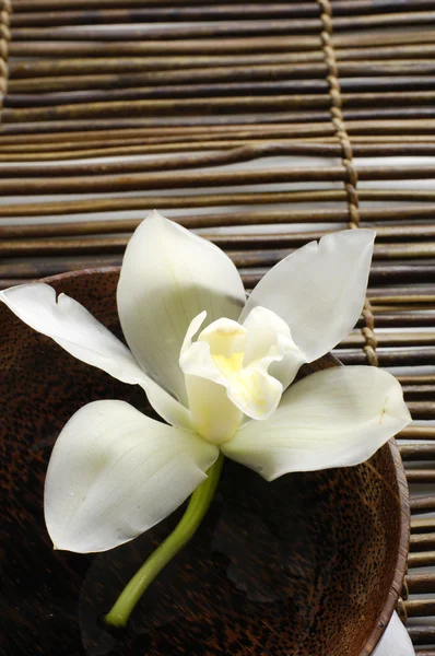 Orchid in a spa — Stock Photo, Image